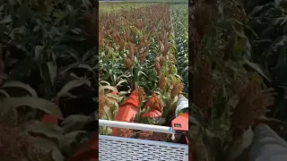 Sorghum  Harvest #satisfying #short