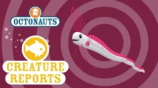 Octonauts: Creature Reports - Oar Fish