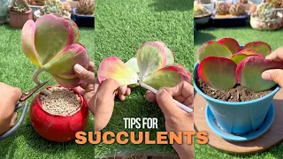 Useful Tips For Succulents - Part 99 | 多肉植物 | 다육이들 | Suculentas