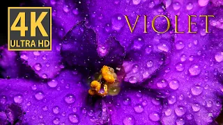 Enchanting Violet Flower: A Macro Photography Masterpiece in 4K video