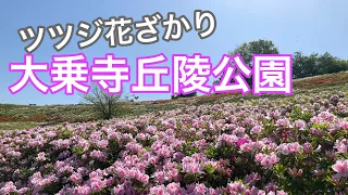 【大乗寺丘陵公園】ツツジが花盛り