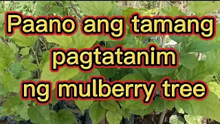 Paano ang tamang pagtatanim ng mulberry tree at kailan ito magbubunga pagkatapos itanim