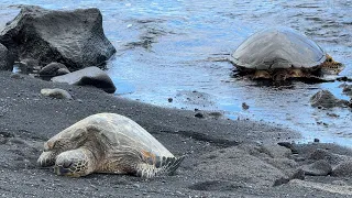 (115) Turtles at Punalu’u Black Sand Beach