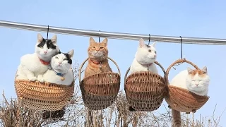 Funny Cat Video 2015