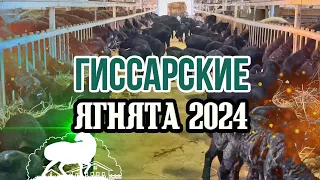 Гиссарские ягнята 2024