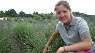 How to Water Mature Lavender Plants: Top Tips!! - Lavender World
