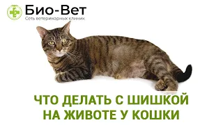 Шишка У Кошки На Животе 🙀// Что Делать? // Сеть Ветклиник Био-Вет