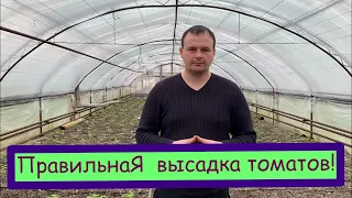 Правильная высадка томатов в грунт!