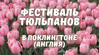 Фестиваль тюльпанов в Поклингтоне (Англия)