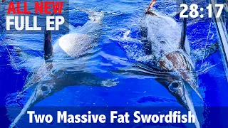 Two Massive Fat Swordfish: 600lbs+
