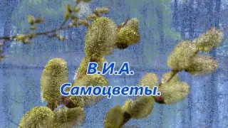 В И А  Самоцветы  Верба