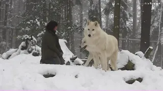 Вой, полярных волков.