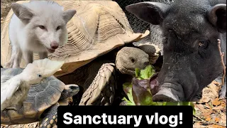 Pig bite, lettuce feast for torts and pigs, sanctuary vlog!