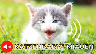 kleine Katzenbabys miauen 😻 Kätzchen Miauen