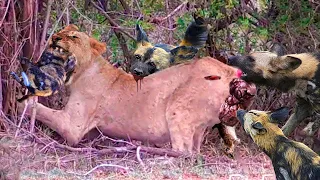 Crazy Hyenas Attack Lion Cub In Their Territory- Mother Lion's Cruel Revenge Against Hyenas