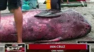 QRT:Pygmy sperm whale na napadpad sa Dalampasigan sa Zambales, namatay