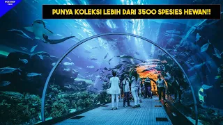 PESONA JAKARTA AQUARIUM SAFARI | AQUARIUM INDOOR TERBESAR DI INDONESIA !!