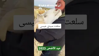 شاهد أكبر كبش في جزائر 2023😱😱مشاء الله❤عيد الأضحى في الجزائر