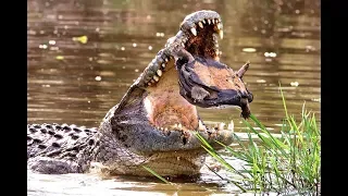 крокодил атака черепаха, какой сюрприз - мир животных, Лев, боров, лошадь зебры