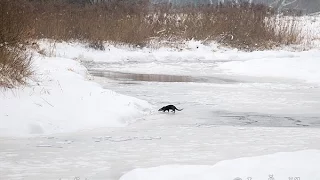 Видра. Дивовижне звірятко