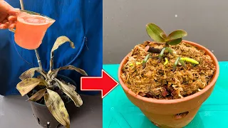 Only 1 cup, revived rotten orchid blooms for 4 seasons
