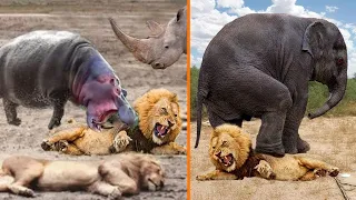 Top 10 Craziest Fights In Animal Kingdom