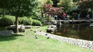 A Peacock With Sarah Anne Williams