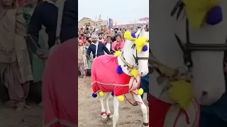 The dancing horse at a local festival || Animals || like share and subscribe