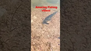 Fishing Videos|Fish|Baby Fishes|FishHunting|Fish catching|RohuFishing|VillageFishing|Deccan Shikari