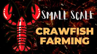 Small Scale Crayfish Farming