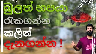 බුලත් හපයා | Black Ruby Barb | රැකගන්න කලින් දැනගන්න | ශ්‍රී ලංකාවට ආවේණික මසුන් | Sri Lanka