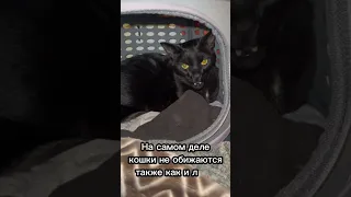 Долга ли кошка помнит обиду 🐈😥 #cat #catsfacts