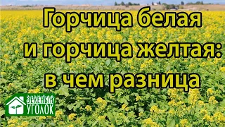 Отличия желтой и белой горчицы