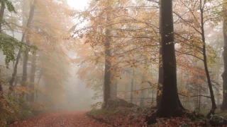 Музыка Дождя (Осень - Ремейк) Муз. Е.Макаров, стихи В.Хавин, исп. Т.Штырёва, Р.Попов