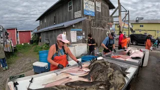 Watch This Lady's Fish Filleting Skills in Action! This Lady Is A Fish Cleaning Machine! Part 2