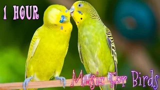 1 Hour || Calming Music For Birds || Budgies || Relaxing Music to Tame your Birds #4