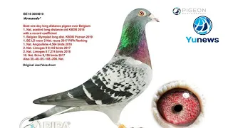 Самый дорогой голубь в Мире 2020 года! Его цена 1.6 миллиона евро!  Книга рекордов Гиннесса.
