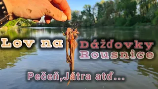 Lov na Dáždovky2/Rousnice/Lov na Červy/Játra/Pečeň/Sumec/Úhor/Kapor#raubfisch #catfish #ellfishing