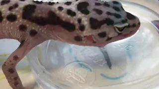 Леопардовый эублефар пьёт воду
