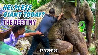 Rescue mission for a one-eyed elephant in the middle of a village.  Episode 02.
