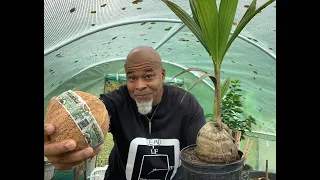 Grow a coconut palm from a store bought coconut 🌴 🥥