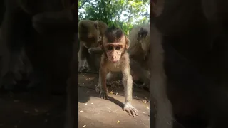 Very adorable baby monkey 🐒 vs mom moments