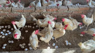 Hen Farming | Hen Farming Business | Hen Farm | Part 20