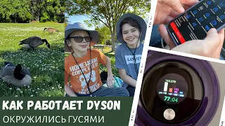 Как этот Dyson работает? / Окружились гусями / Машина оказалась рабочей / Влог США