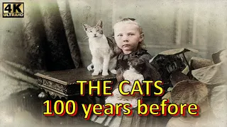 The Most Memorable Old Cat Photos