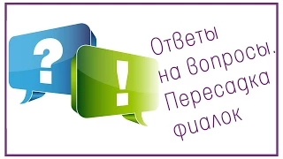 Ответы на вопросы. Пересадка фиалок