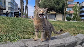 Hungry cat wants food as soon as possible.