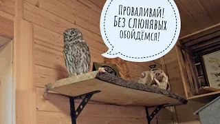 Кошка Морошка пришла вся в слюнях посмотреть, что мы там с сычом Лучиком делаем