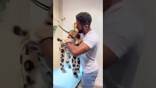 Dog groomer transforms fluffy pup into LEOPARD Part 2