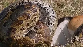 Python Eats Springbok Whole! | Deadliest Showdowns | Earth Unplugged